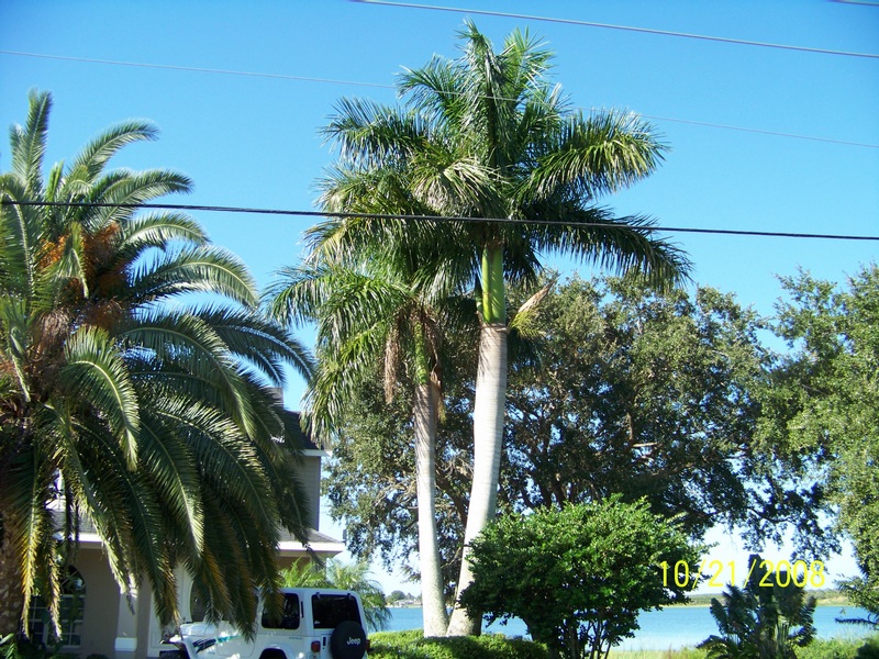 Double royal palms
