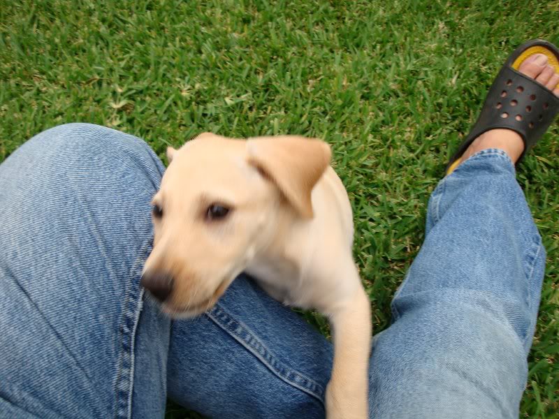 Dylan the biting machine