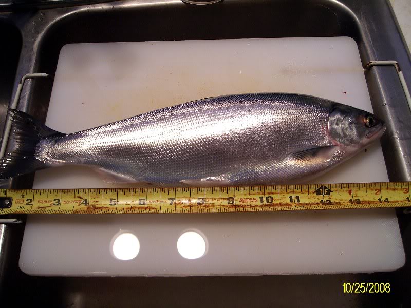 Whoops Late Season Koke-1