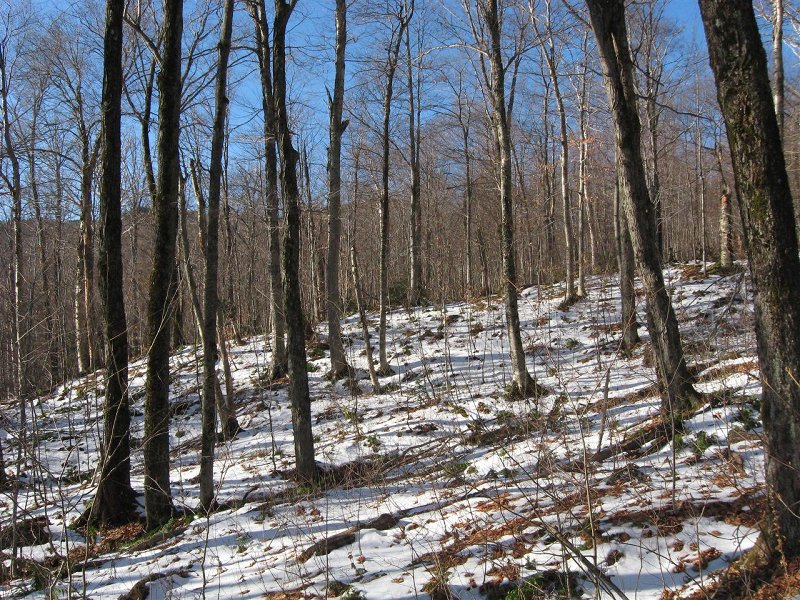 More than a trace about 1800'