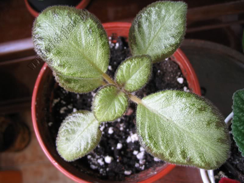 Episcia Green Aga