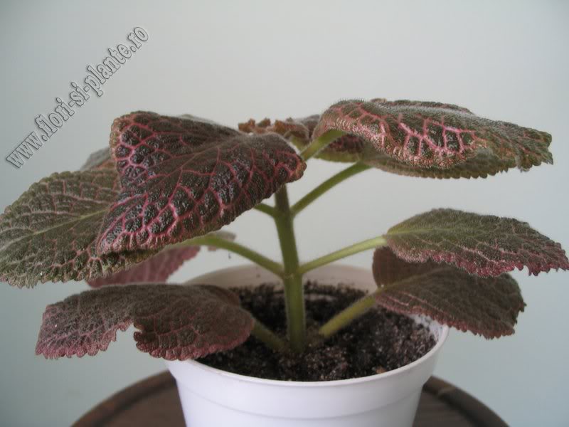 episcia Chocolate cream 2