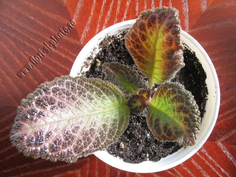 episcia Outoasis 1