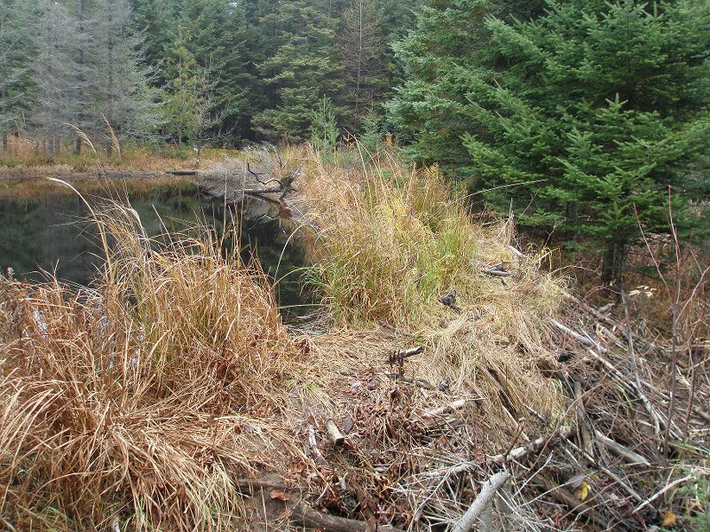 Beaver dam