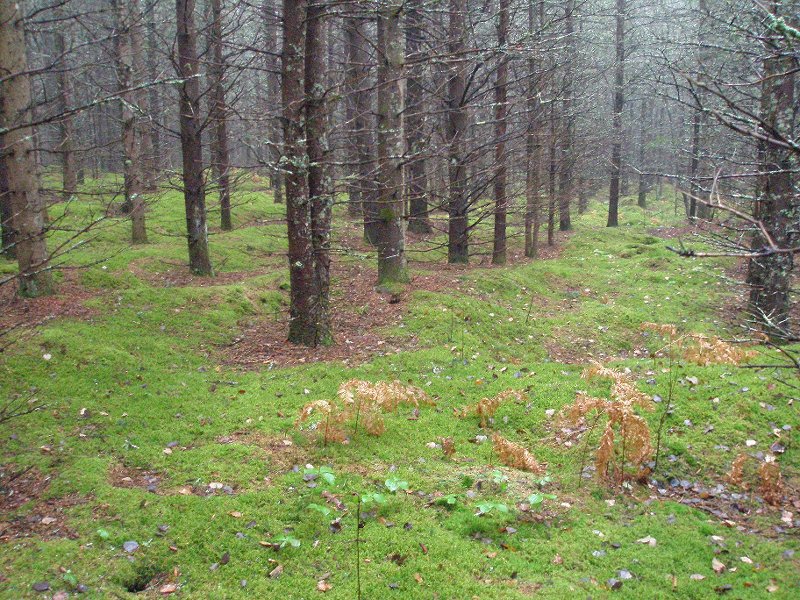 Cushioned pine forest