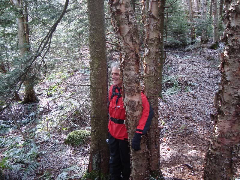 A different man trapped by arm between three trees