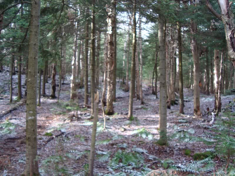 Nice woods with no men or dogs