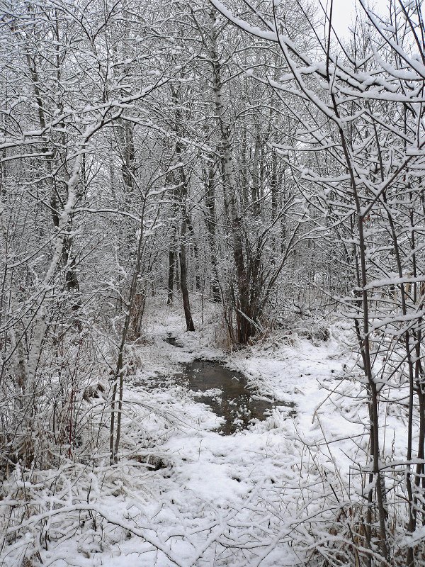 09-04.05 AprilSnowfall14 -BckYrd