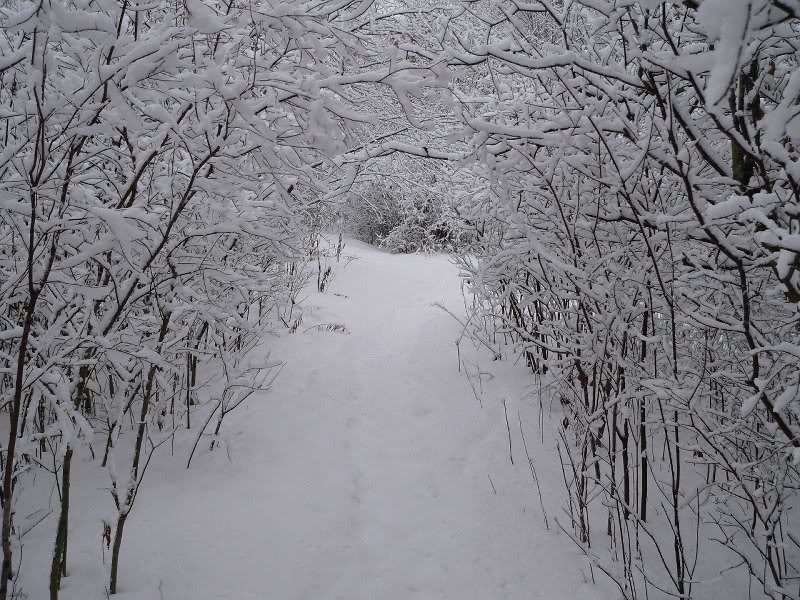 December Snowfall in the woods