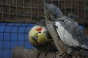 Herschaalde kopie van _MG_7876