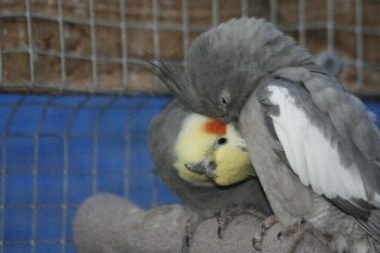 Herschaalde kopie van _MG_7877