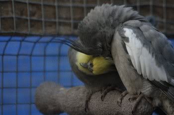 Herschaalde kopie van _MG_7878