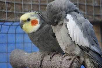 Herschaalde kopie van _MG_7880