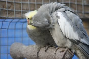 Herschaalde kopie van _MG_7881