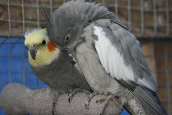 Herschaalde kopie van _MG_7882