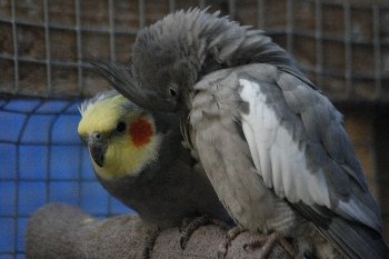 Herschaalde kopie van _MG_7883