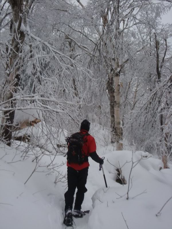 Snow sticks to the trees near the top