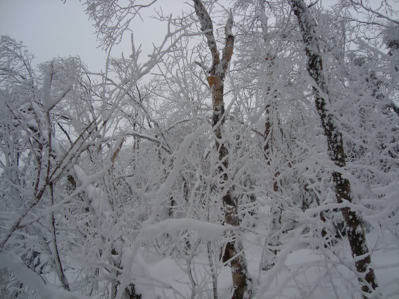 Snowy trees
