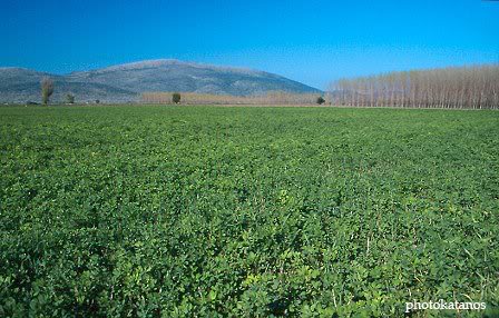 The drained lake Kopais