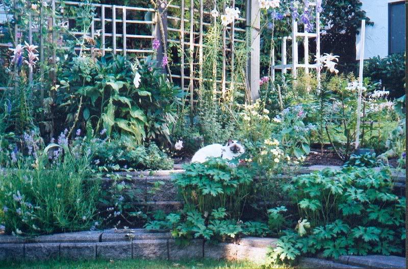 2003 Isis topaz garden