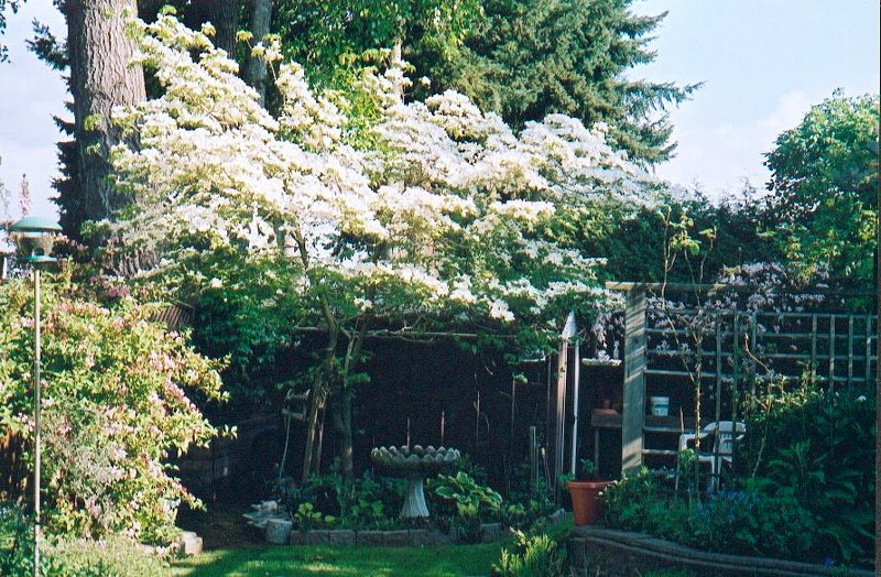 June 2002 Dogwood