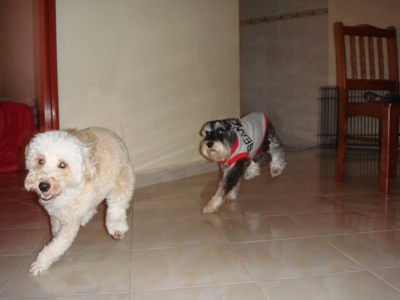 Cooper n Miki playing