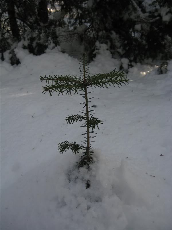 Future Christmas tree or spruce trap?