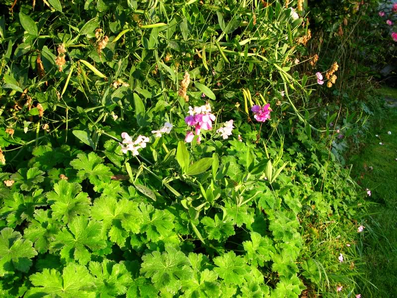 Lower Broughton Farm garden flowers 2008 sep 29 c