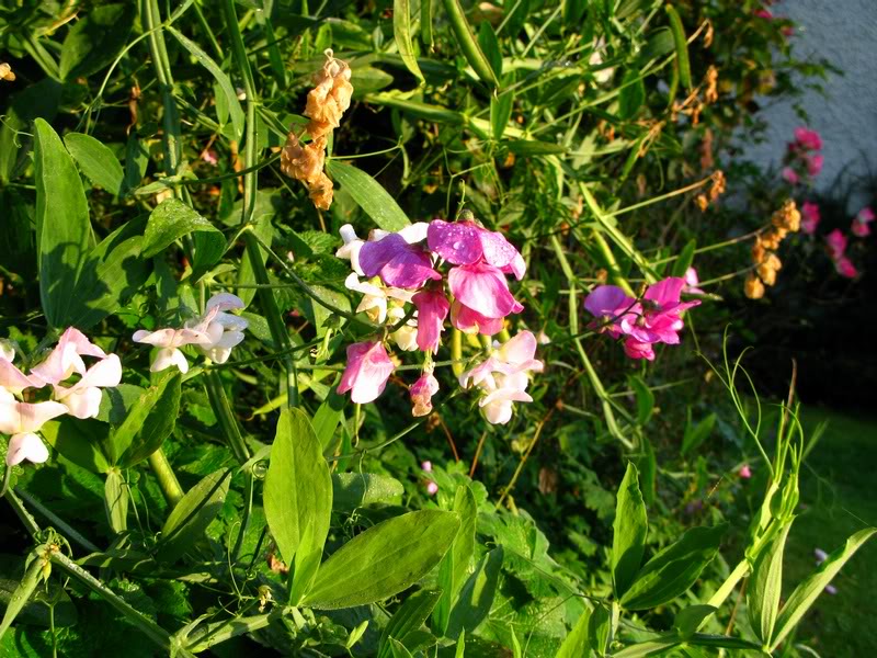 Lower Broughton Farm garden flowers closeup 2008 sep 29...