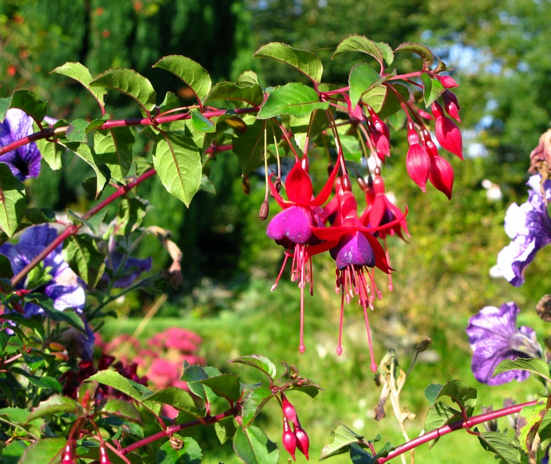 Lower Broughton Farm garden fuschia 2008 sep 29 c