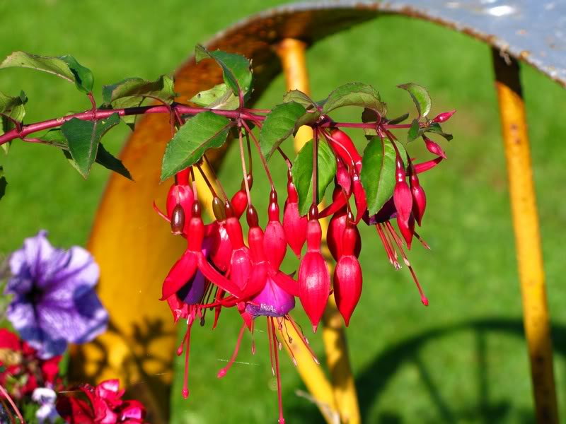 Lower Broughton Farm garden fuschia closeup 2008 sep 29...