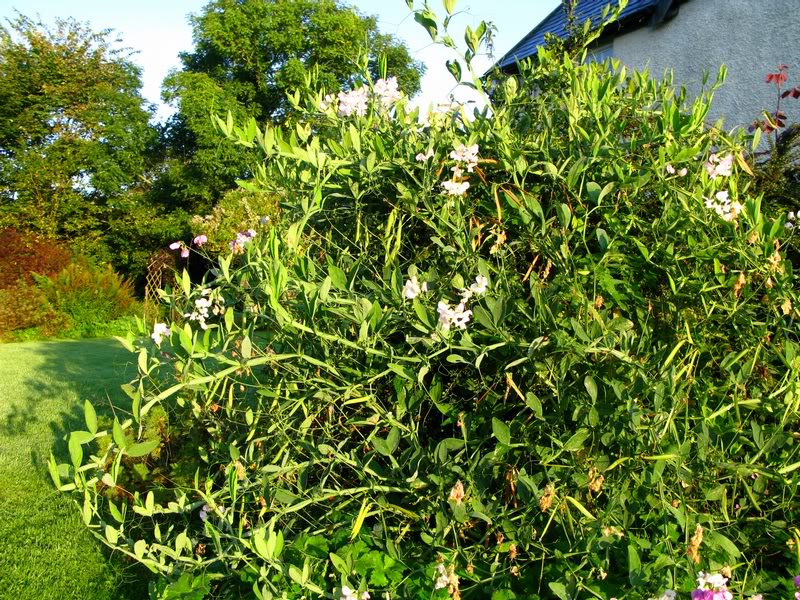 Lower Broughton Farm garden morning shrub 2008 sep 29 c