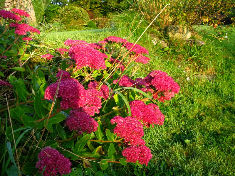 Lower Broughton Farm garden sedum 2008 sep 29 c