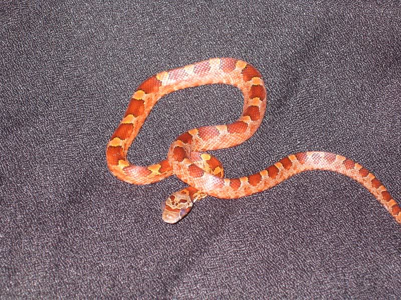 P.Guttatus Bloodred