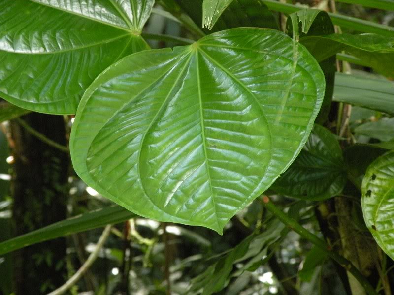 Explorer Holiday Cruise 2008 316