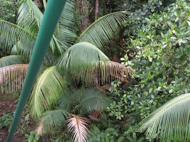 Explorer Holiday Cruise 2008 330