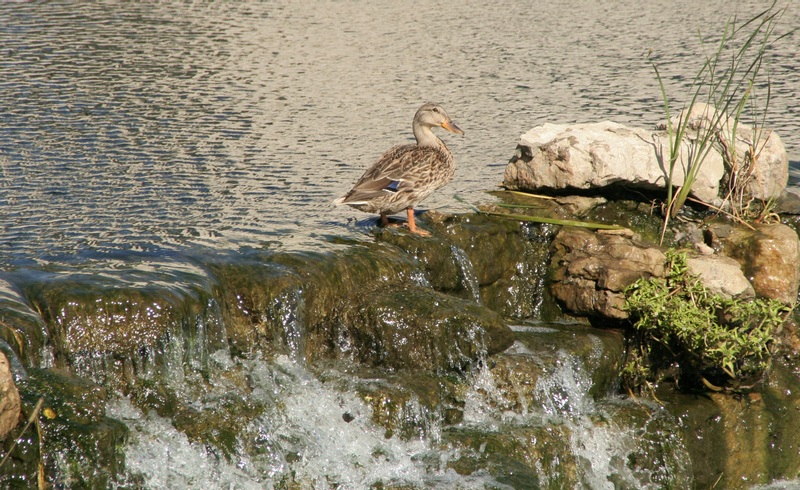 Duck on the waterfalls in front of Rec Center