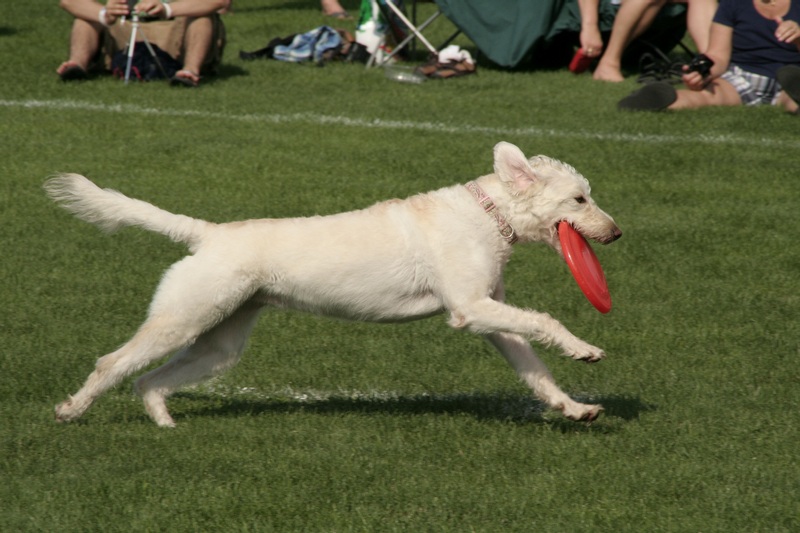 Pretty dog running with frisbee