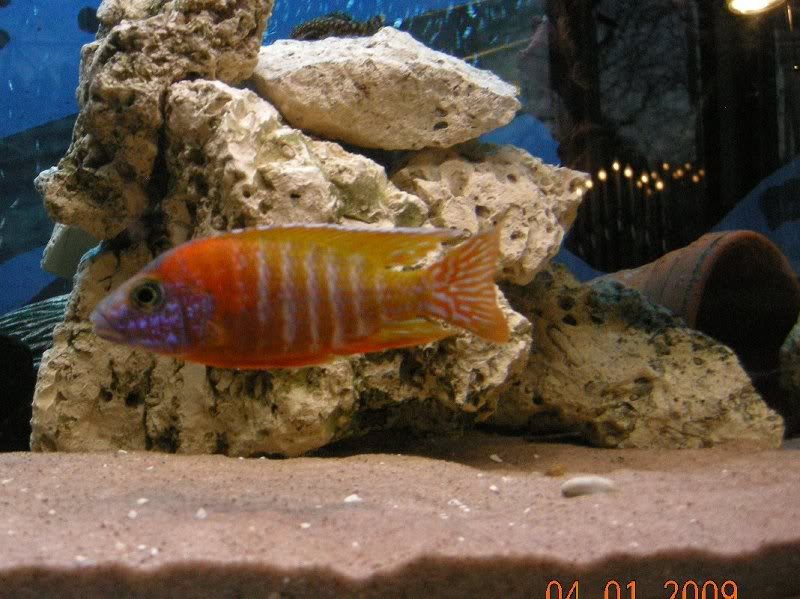 Aulonocara "rod rubin" hane