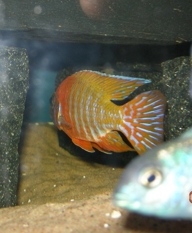 Aulonocara rod rubin