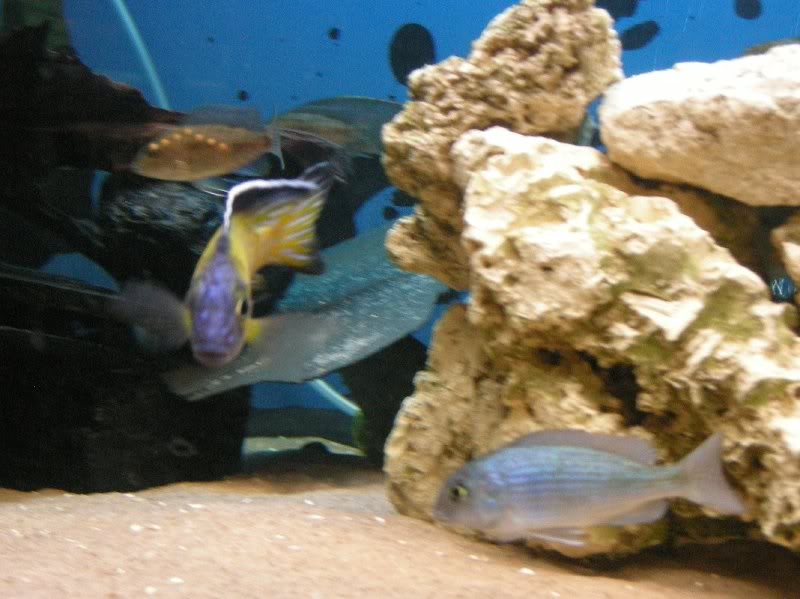 Aulonocara stuartgranti - Delfinciklid mf.