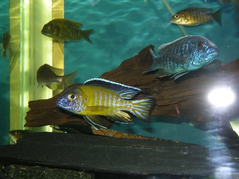 Aulonocara stuartgranti & Sciaenochromis fryeri mf