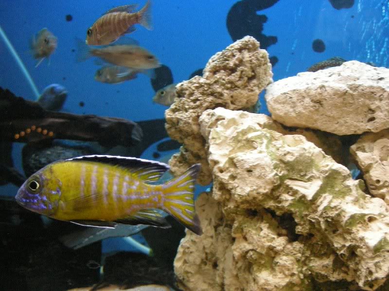 Aulonocara stuartgranti