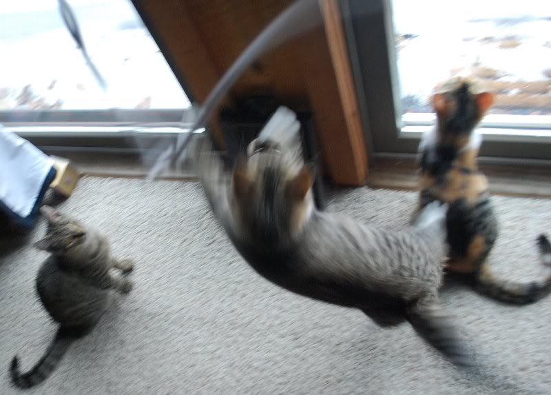 Estlers-January _0003