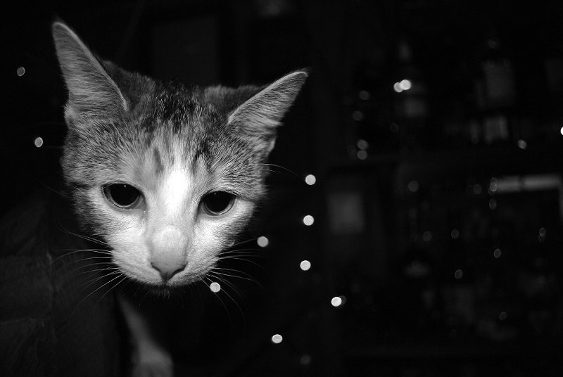 Estlers-January _0084