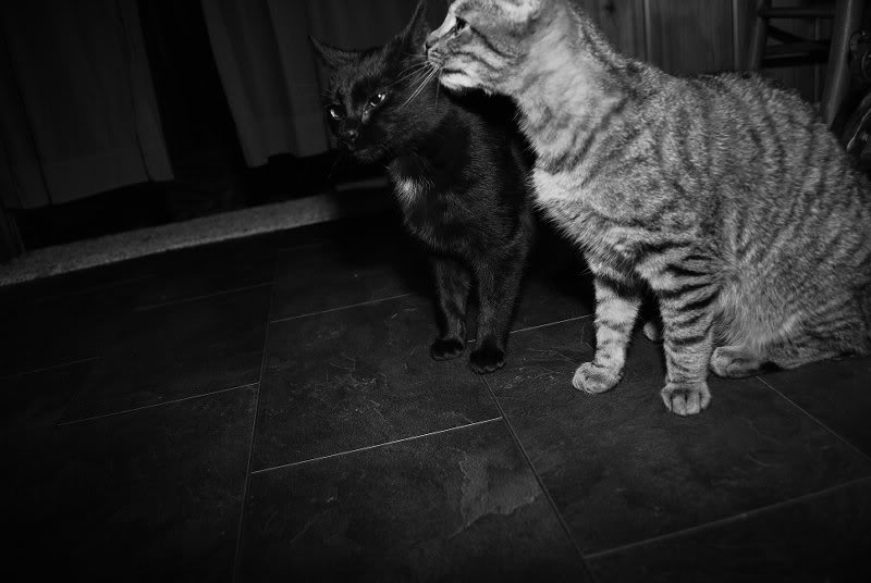 Estlers-January _0088