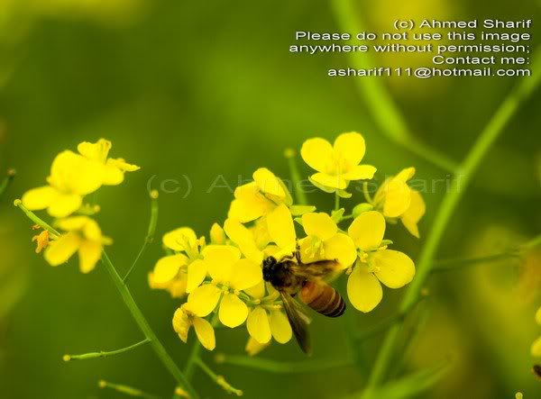 bee_tora_manikg anj...........0 2