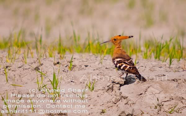 bird_paturia... .......01