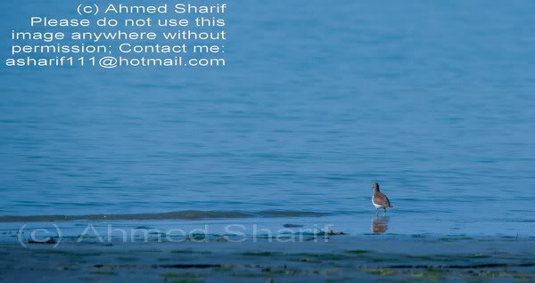 bird_paturia... .......02