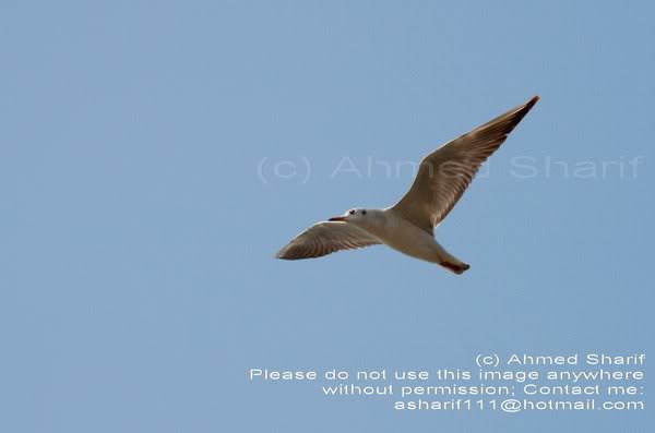 bird_paturia... .......03